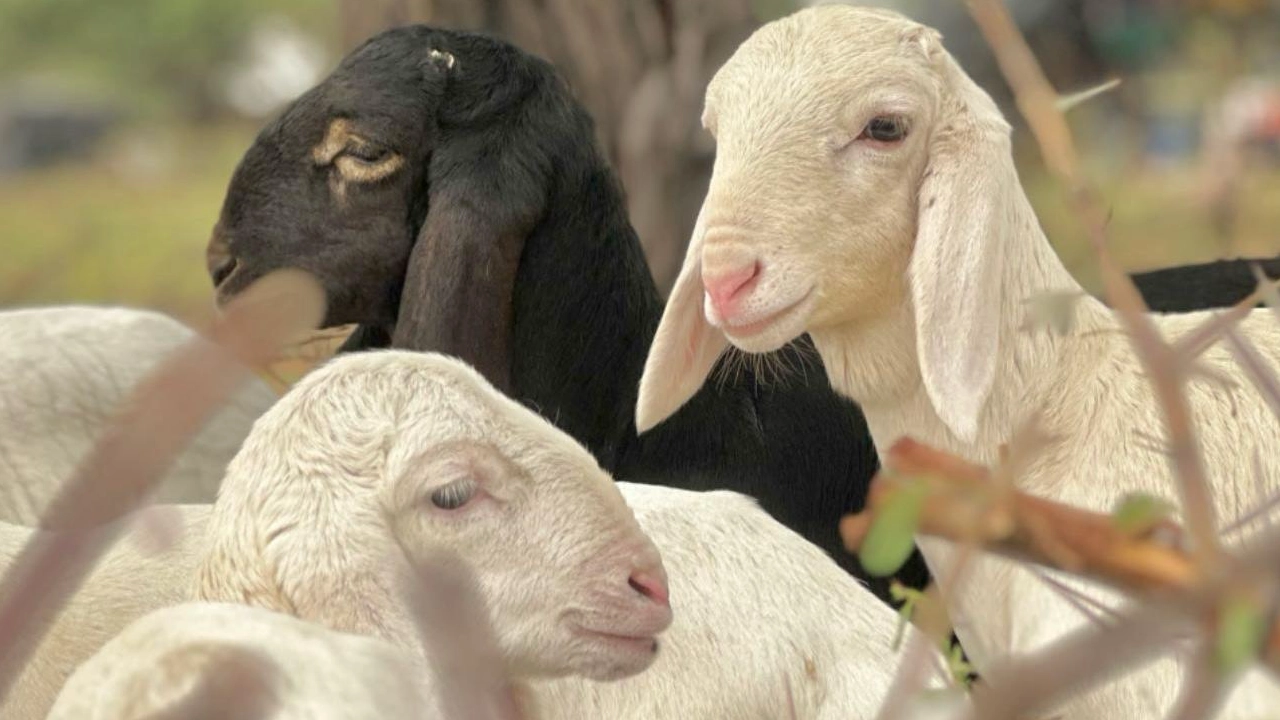 kurban bayramı kurbanlık koyun