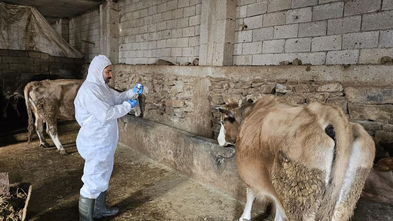 şap hastalığı insana bulaşır mı
