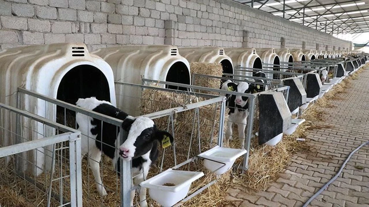 hayvancılık destek ödemesi eylül 2025