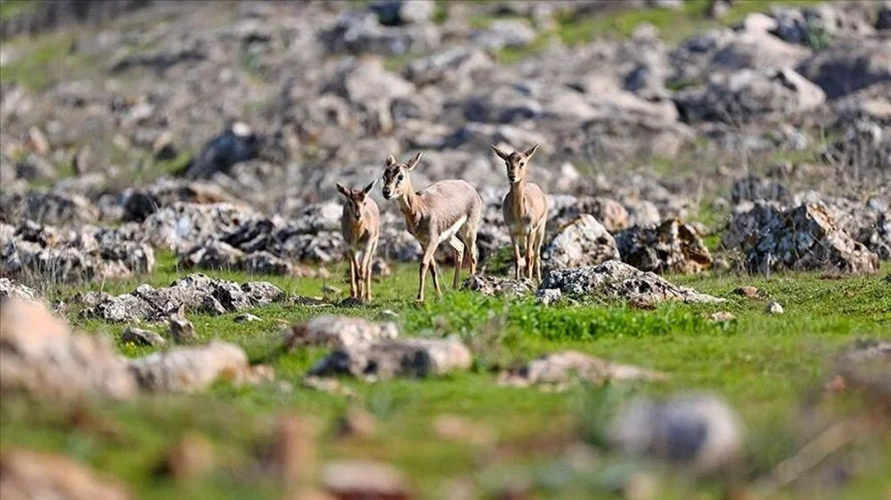 Doğa Koruma ve Milli Parklar Genel Müdürlüğü 240 Personel Alımı Yapacak! 2025 DKMP Personel Alımı Başvurusu ve Şartları
