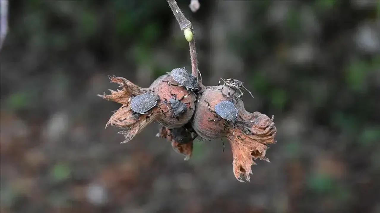 Kahverengi Kokarca Böceği İstilası: Uzmanlardan “Sakın Elinizi Sürmeyin” Uyarısı