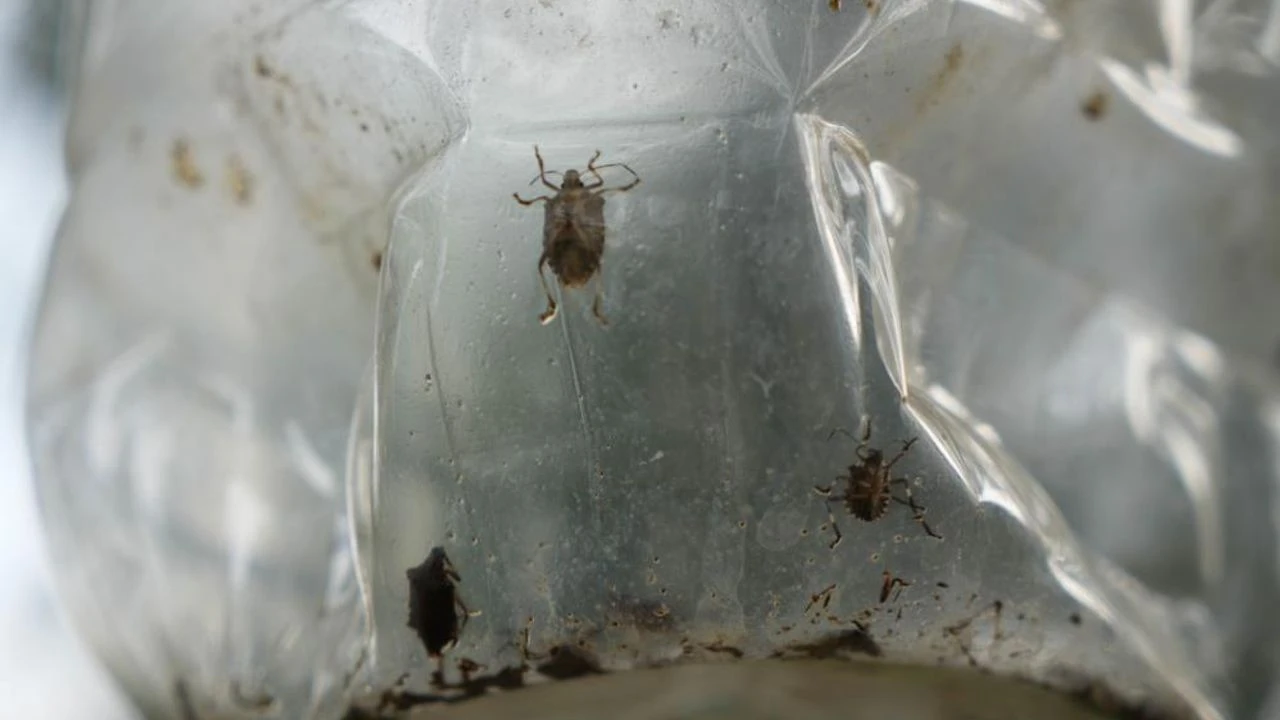 Kahverengi Kokarca Böceği İstilası: Uzmanlardan “Sakın Elinizi Sürmeyin” Uyarısı