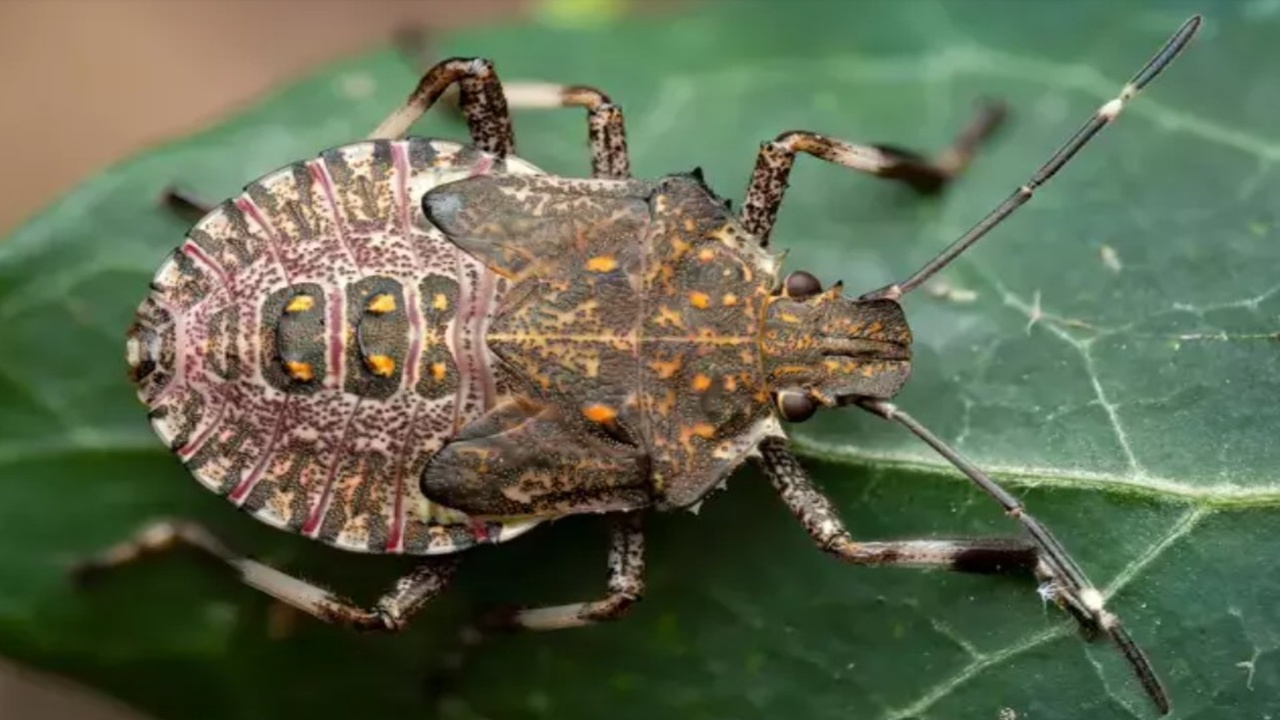 Kahverengi Kokarca Böceği İstilası: Uzmanlardan “Sakın Elinizi Sürmeyin” Uyarısı