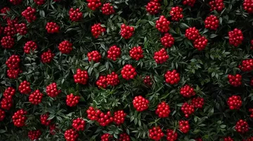 Yılbaşının Simgesi Kokina Çiçeği Tezgahlarda Yerini Aldı