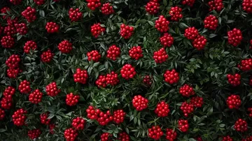 Yılbaşının Simgesi Kokina Çiçeği Tezgahlarda Yerini Aldı