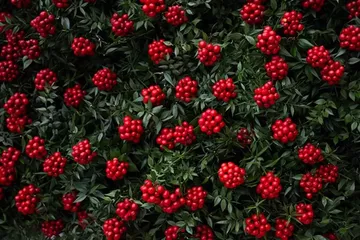 Yılbaşının Simgesi Kokina Çiçeği Tezgahlarda Yerini Aldı