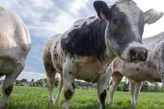 Şap Hastalığı Nedir? İnsana Bulaşır Mı? Riskler ve Korunma Yolları