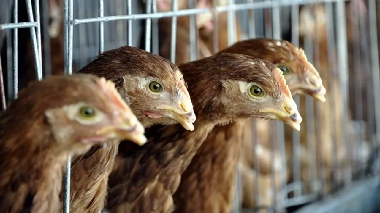 Bakanlıktan Kanatlı Eti İhracatına İlişkin Tedbir Açıklaması