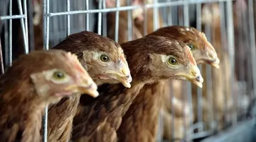 Bakanlıktan Kanatlı Eti İhracatına İlişkin Tedbir Açıklaması