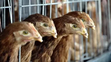 Bakanlıktan Kanatlı Eti İhracatına İlişkin Tedbir Açıklaması