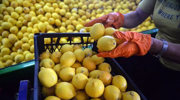 Limon İhracatını Durdurma Kararı Bir Gün Sonra Kaldırıldı