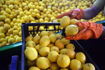Limon İhracatını Durdurma Kararı Bir Gün Sonra Kaldırıldı