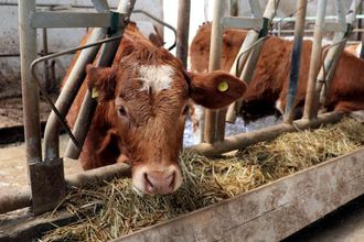 Büyükbaş Hayvan Sayısı Yüzde 4,3 Arttı