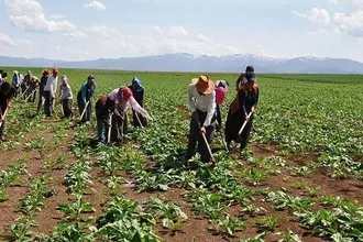 Tarım İşçilerinin Geliri Arttı: Günlük Ücret 1299 Liraya Çıktı