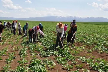 Tarım İşçilerinin Geliri Arttı: Günlük Ücret 1299 Liraya Çıktı