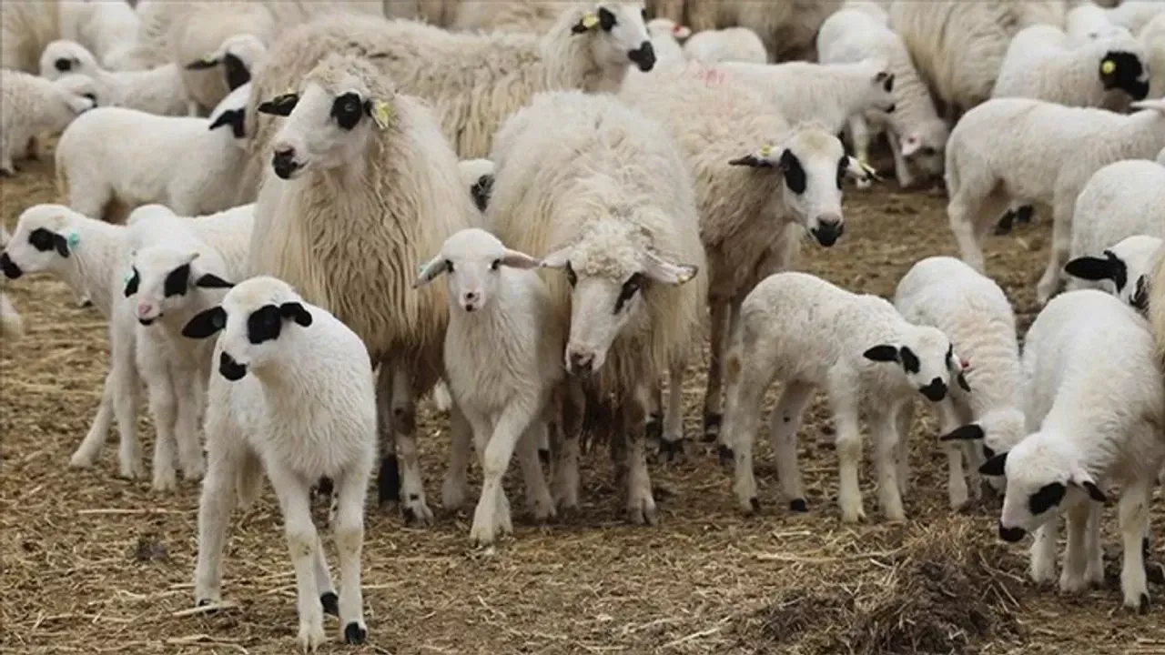 Kırsalda Bereket Projesiyle 150 Bin Küçükbaş Dağıtılacak