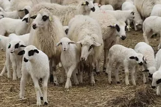 Kırsalda Bereket Projesiyle 150 Bin Küçükbaş Dağıtılacak