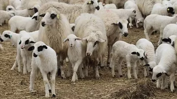 Kırsalda Bereket Projesiyle 150 Bin Küçükbaş Dağıtılacak