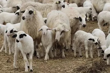 Kırsalda Bereket Projesiyle 150 Bin Küçükbaş Dağıtılacak