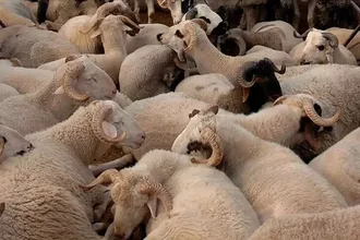 Kurbanlık Alımları Başladı: Bayram Öncesi Fiyatlardaki Artış Dikkat Çekti