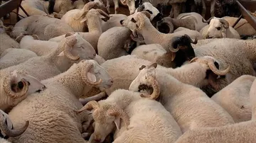 Kurbanlık Alımları Başladı: Bayram Öncesi Fiyatlardaki Artış Dikkat Çekti