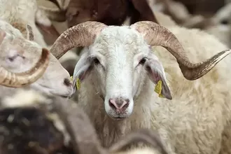 Vekaletle Kurban Kesim Bedelleri Belli Oldu