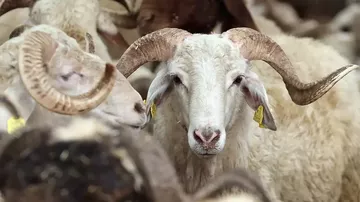 Vekaletle Kurban Kesim Bedelleri Belli Oldu