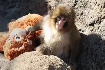 Punch’ın Sarıldığı Peluş 20 Dolardan 350 Dolara Çıktı