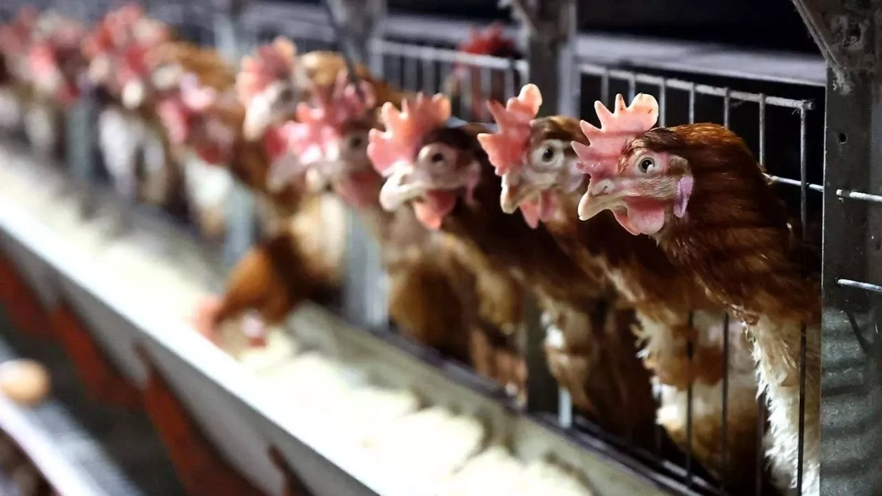 Tavuk Eti Üretimi Aralık 2025’te Rekor Seviyeye Çıktı