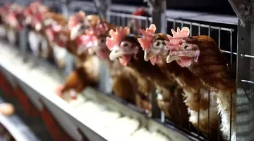 Tavuk Eti Üretimi Aralık 2025’te Rekor Seviyeye Çıktı