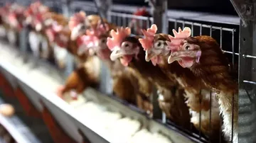 Tavuk Eti Üretimi Aralık 2025’te Rekor Seviyeye Çıktı