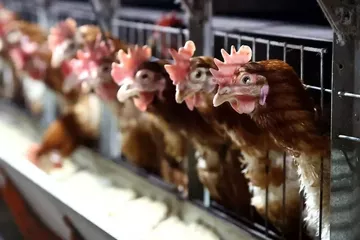 Tavuk Eti Üretimi Aralık 2025’te Rekor Seviyeye Çıktı