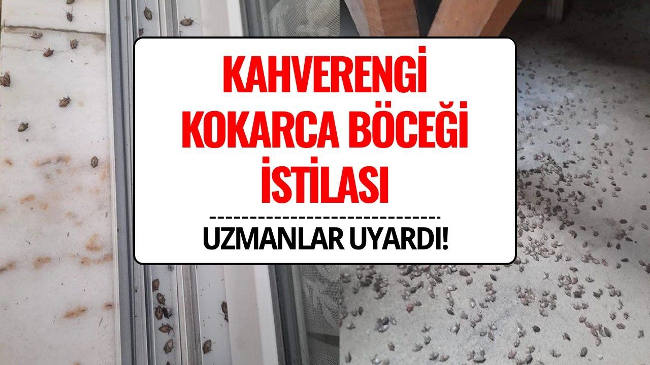 Kahverengi Kokarca Böceği İstilası: Uzmanlardan “Sakın Elinizi Sürmeyin” Uyarısı