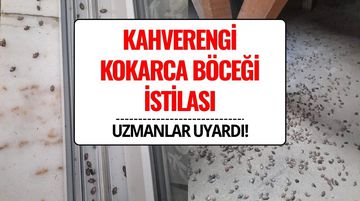 Kahverengi Kokarca Böceği İstilası: Uzmanlardan “Sakın Elinizi Sürmeyin” Uyarısı