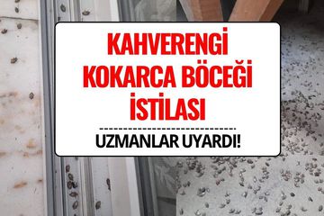 Kahverengi Kokarca Böceği İstilası: Uzmanlardan “Sakın Elinizi Sürmeyin” Uyarısı