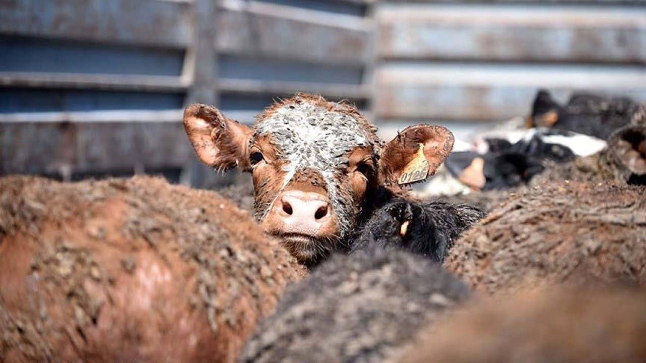Canlı Hayvan İthalatına Yeni Yetkili Gümrük Eklendi
