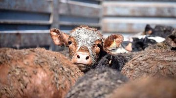 Canlı Hayvan İthalatına Yeni Yetkili Gümrük Eklendi
