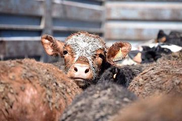 Canlı Hayvan İthalatına Yeni Yetkili Gümrük Eklendi