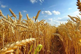 Rusya, Türkiye’nin En Büyük Buğday Tedarikçisi Oldu