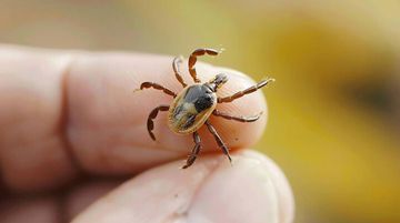 Kene Düşmanı Keklikler Doğaya Salındı