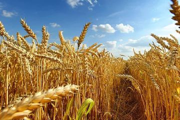 Rusya, Türkiye’nin En Büyük Buğday Tedarikçisi Oldu