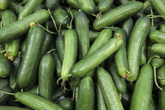 İstanbul’da Zam Şampiyonu Salatalık Oldu