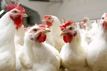 Avrupa'da Kuş Gribi Alarmı, Kümes Hayvanları İtlaf Ediliyor